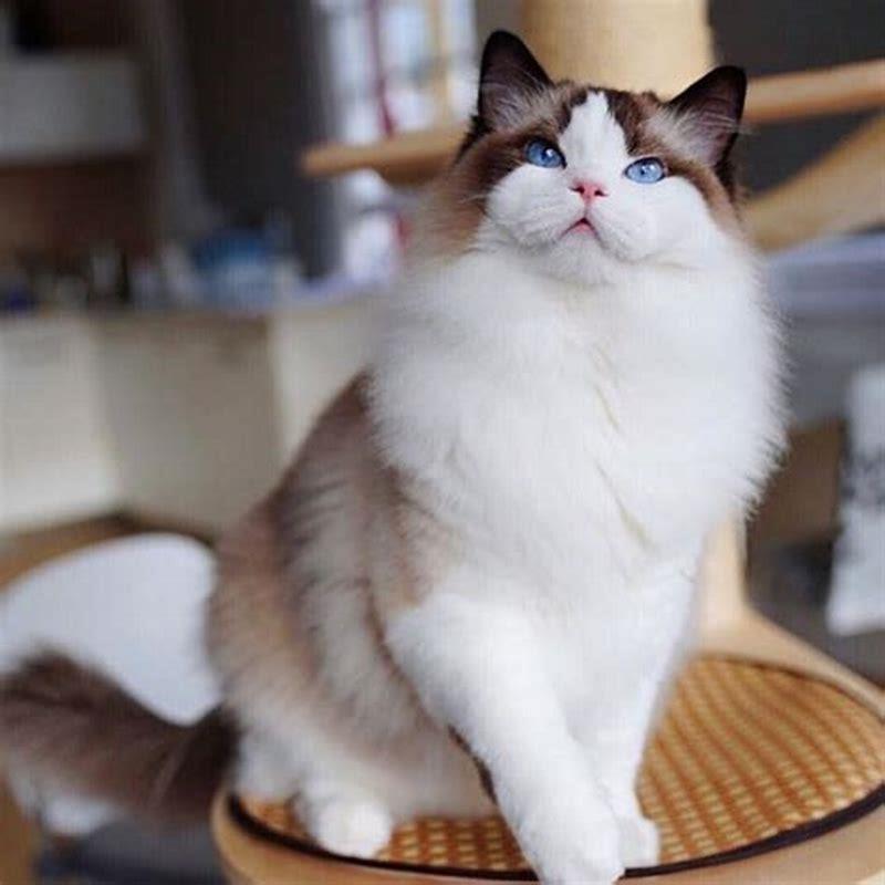 Are Munchkin cats good cats?