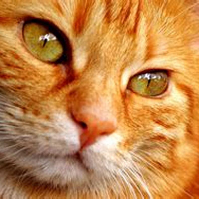 are-orange-cats-their-own-breed-diy-seattle