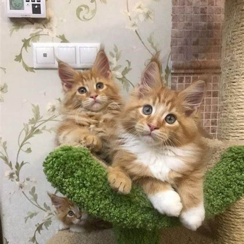 are-orange-maine-coon-cats-rare-diy-seattle