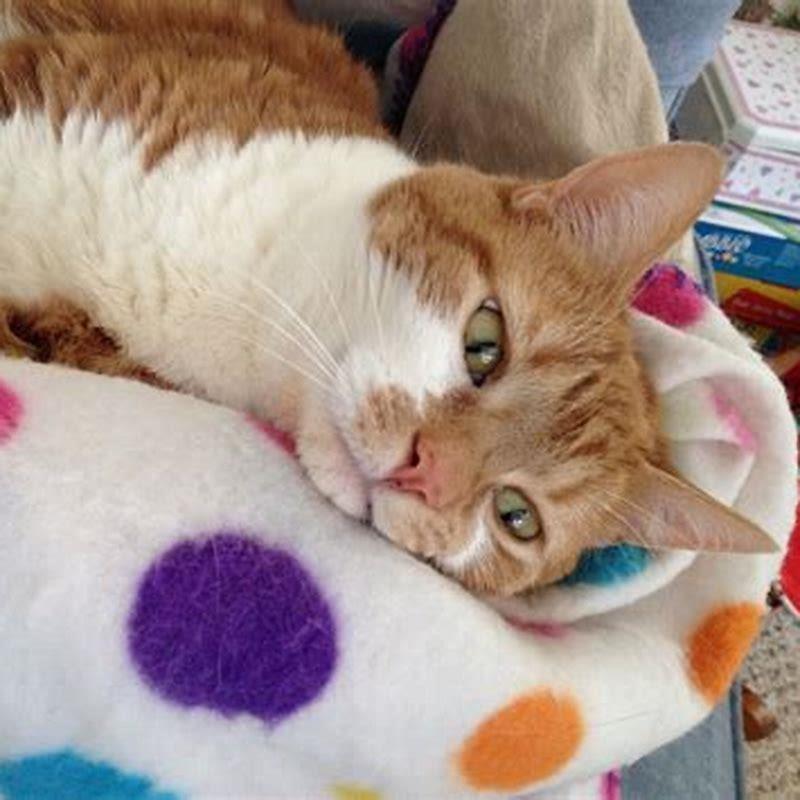 Are orange tabbies clingy?