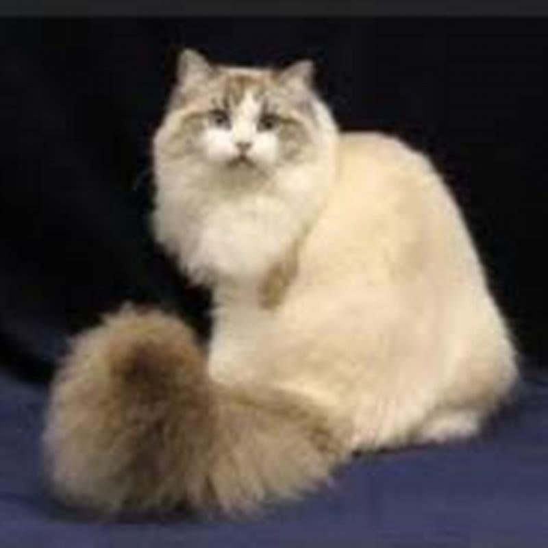 Are ragamuffin cats good pets?