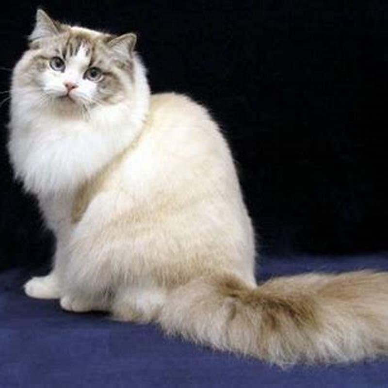Are ragamuffin cats rare?