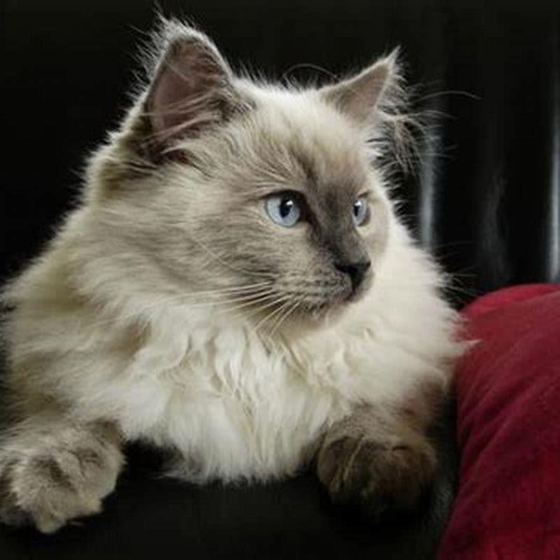 Are Ragdoll cats bigger than Maine Coons? - DIY Seattle