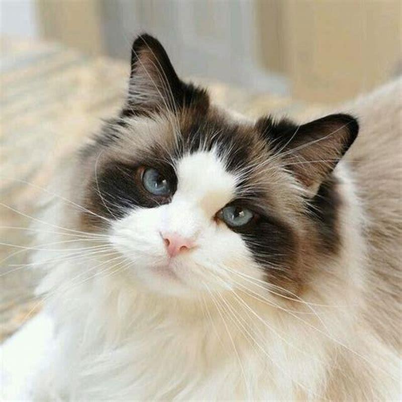 Are Ragdolls a recognized breed?