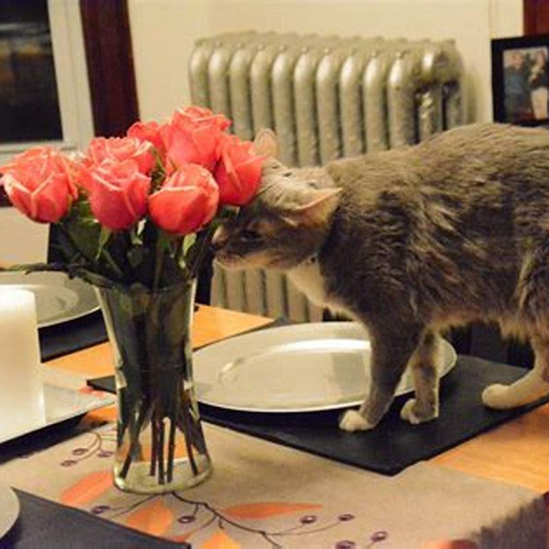 why-do-male-cats-make-bread-diy-seattle