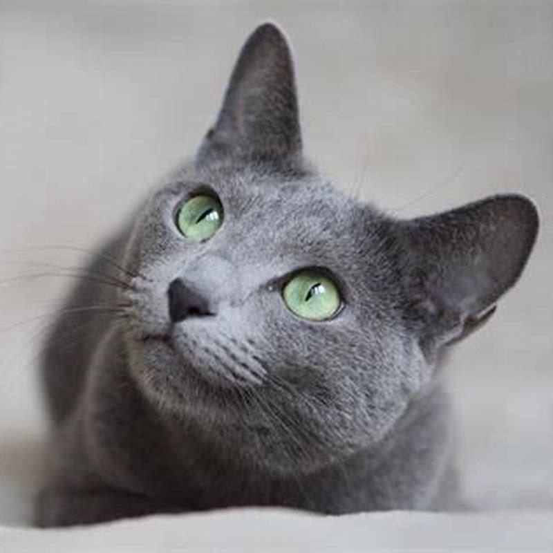 Are Russian Blue cats indoor cats?