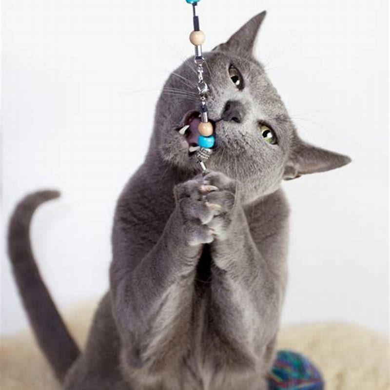 Are Russian Blues good indoor cats?