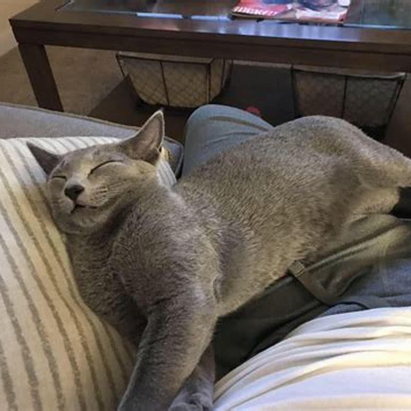 Are Russian blues lap cats?