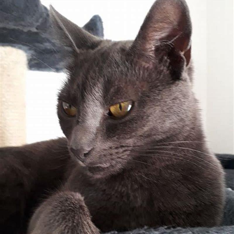 Are Russian Blues snuggly?