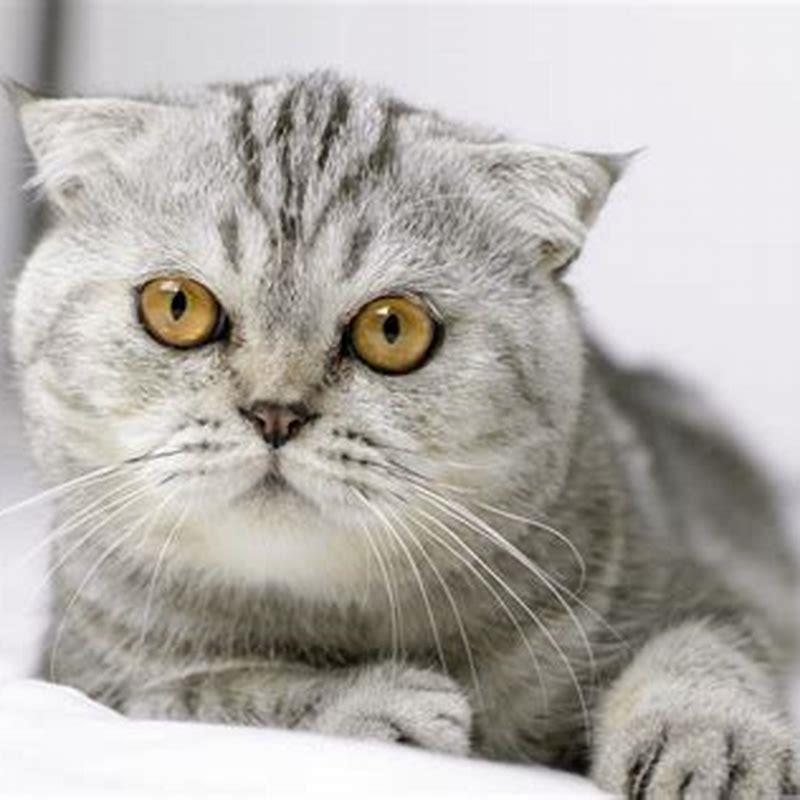 Are Scottish Fold cats rare?