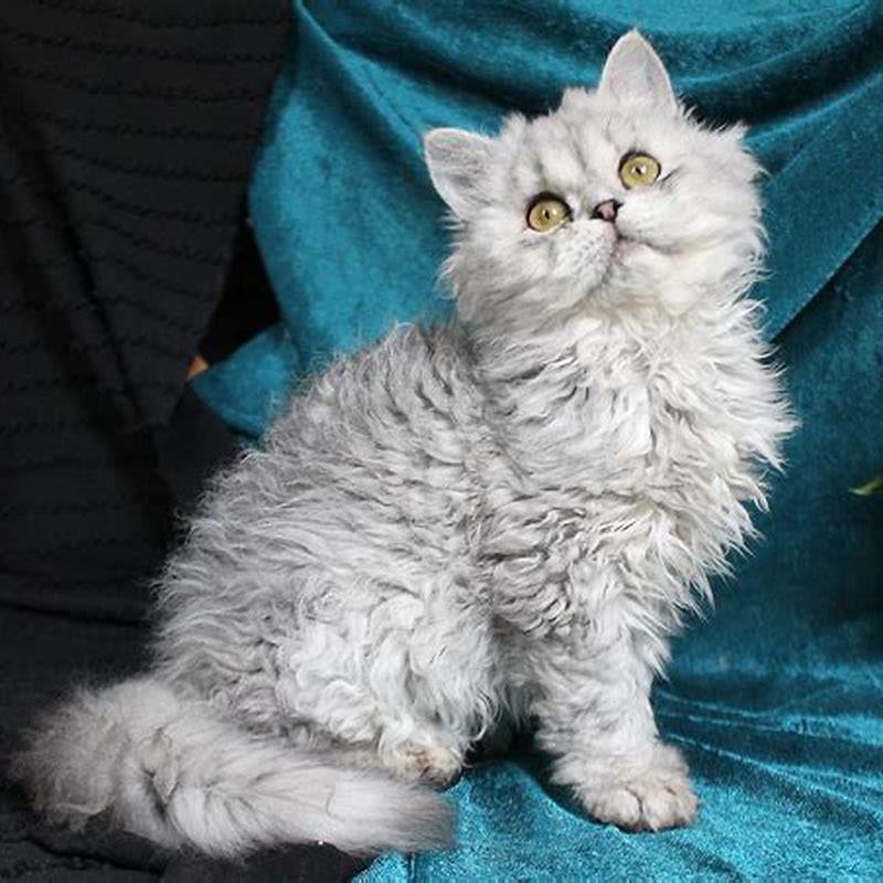 Are Selkirk Rex good cats?