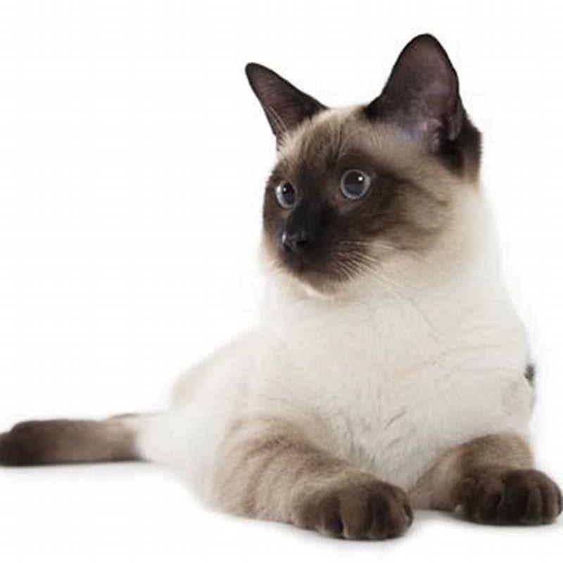 Are Siamese cats heavy?