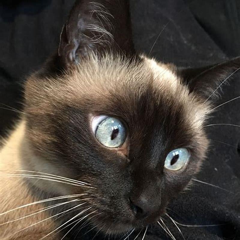 Are Siamese cats Russian?