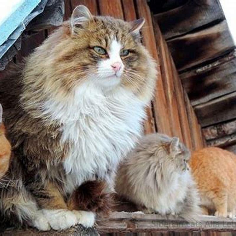 Are Siberian cats crazy?