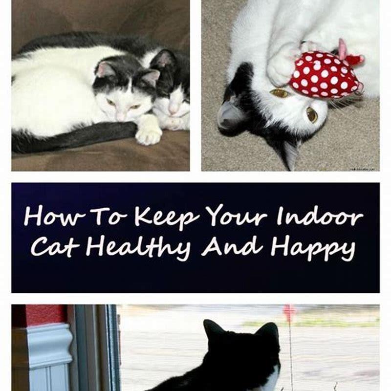 Are Siberian cats happy indoors?