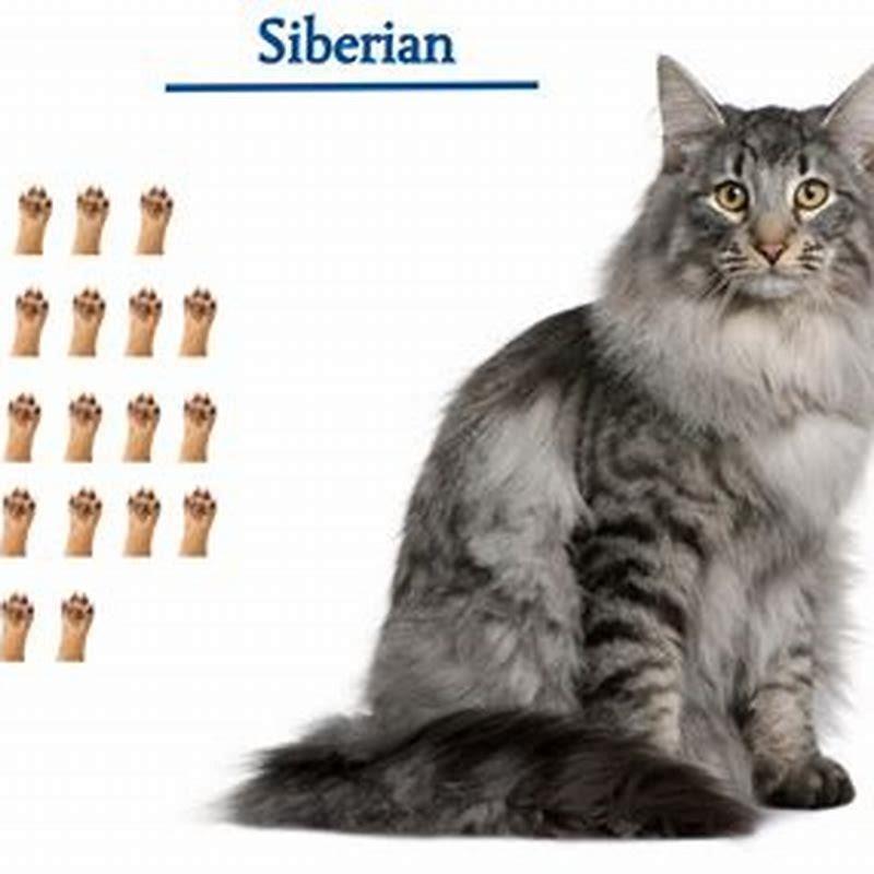 Are Siberian cats lap cats?