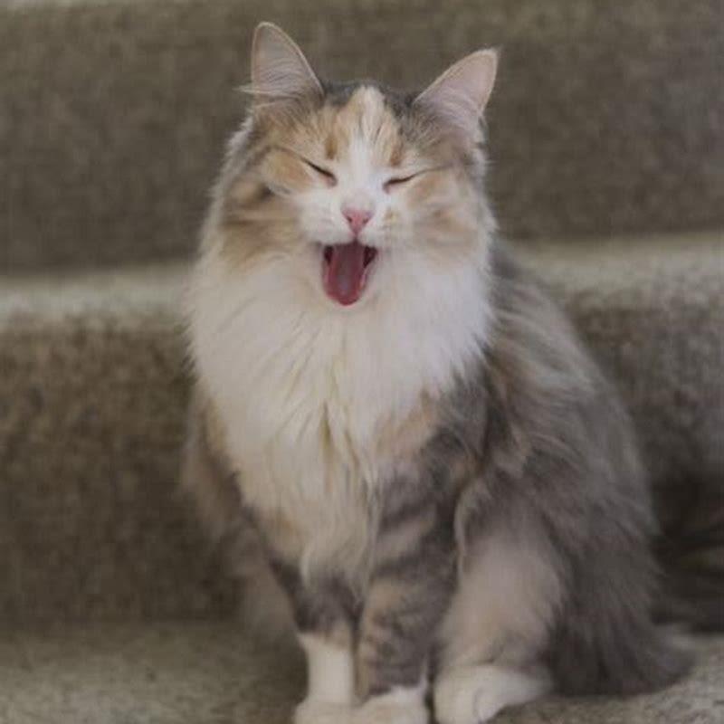 Are Siberian cats worth the money?