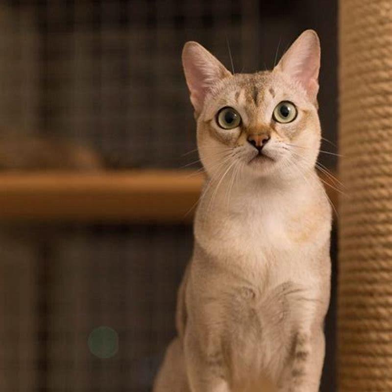 Are Singapura cats easy to train?