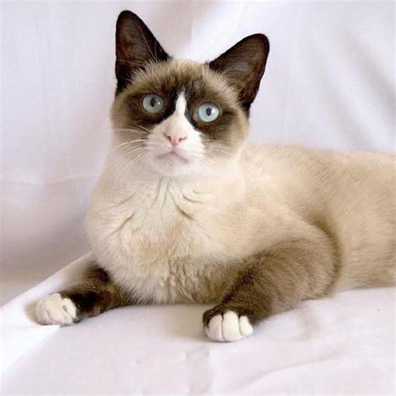 Are Snowshoe cats a type of Siamese?