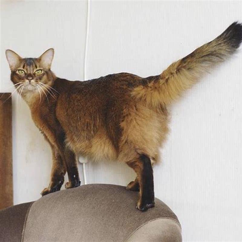 Are Somali cats expensive?