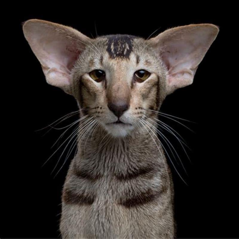 Are some cats just very vocal?