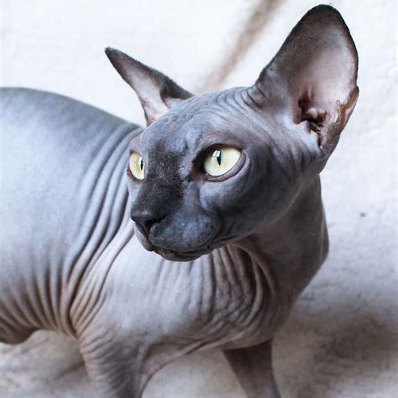 Are Sphynx cats hard to take care of? - DIY Seattle