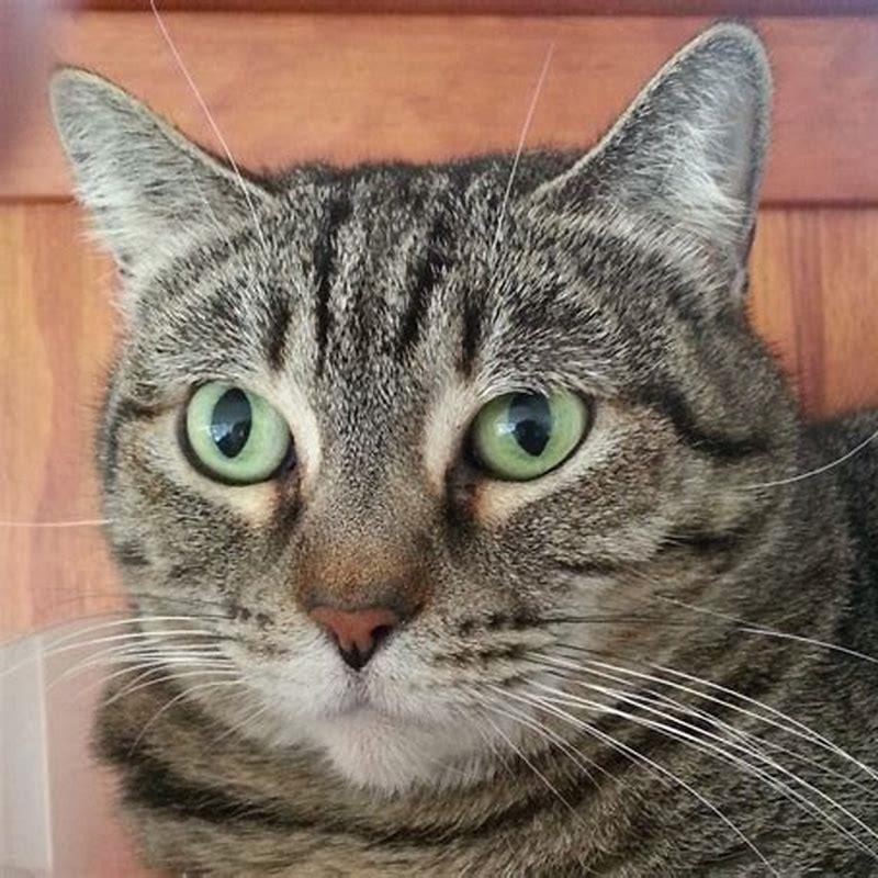 Are tabby cats mostly female?