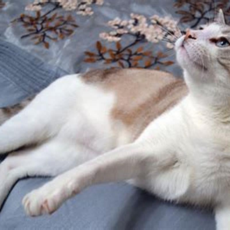 Are Thai cats good pets?