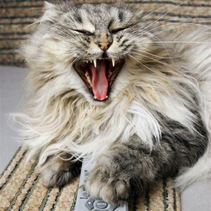 Are Thai cats healthy?