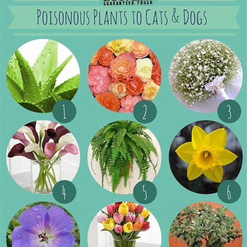 Are there any flowers not poisonous to cats? DIY Seattle