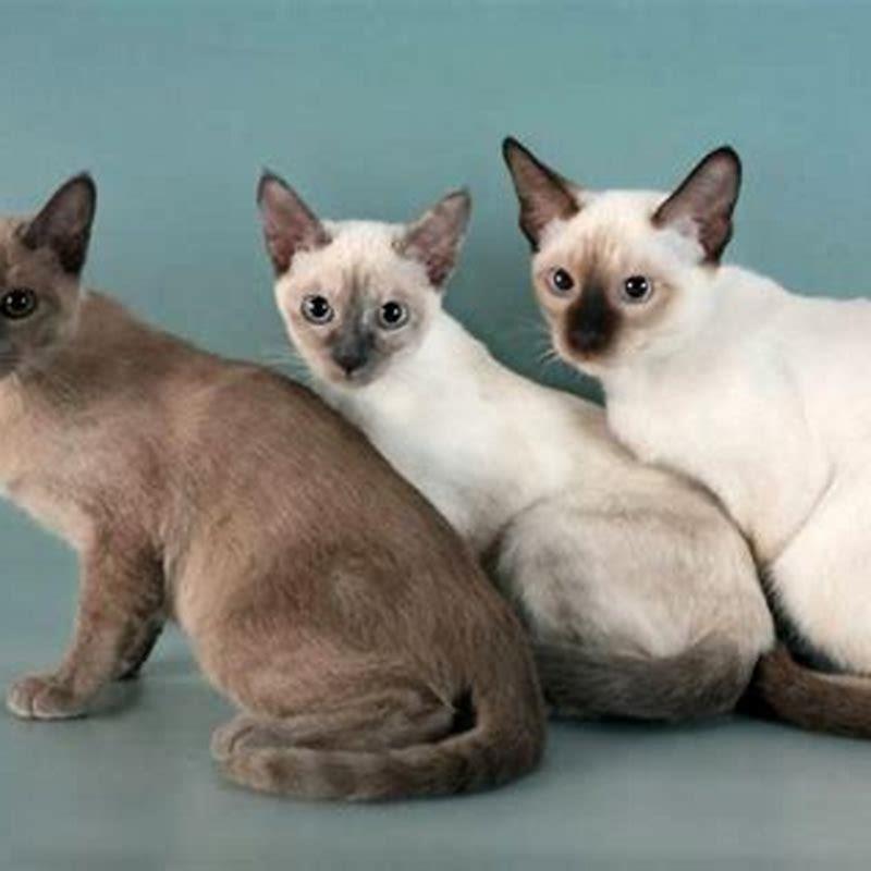 Are Tonkinese cats destructive?