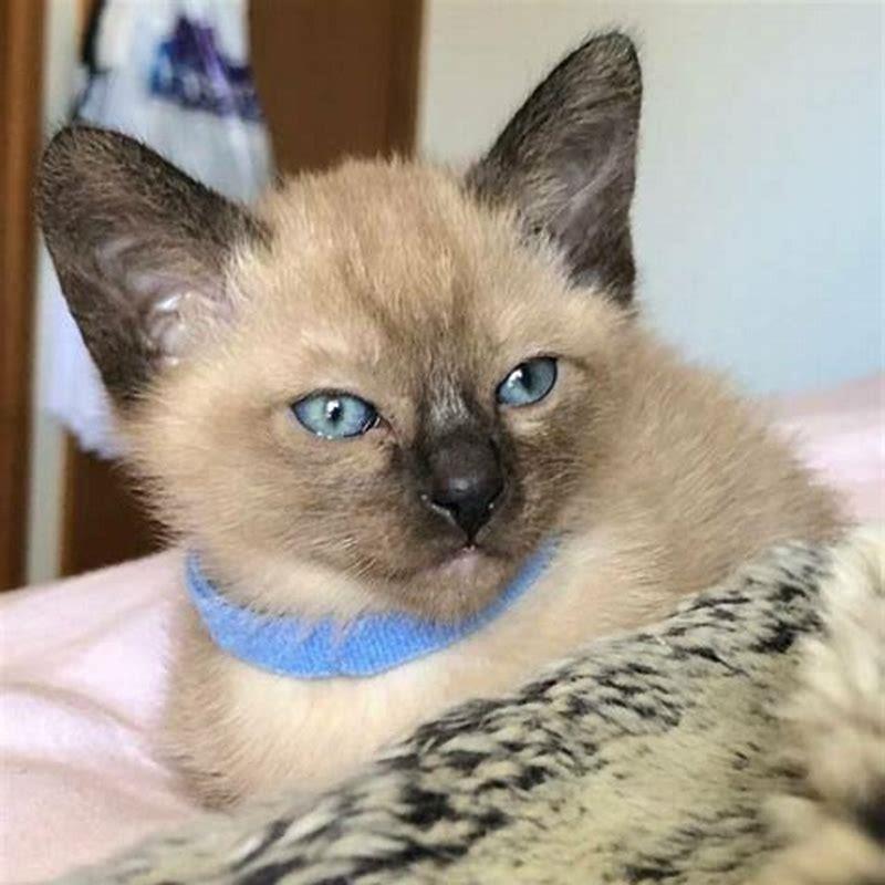 Are Tonkinese cats expensive?
