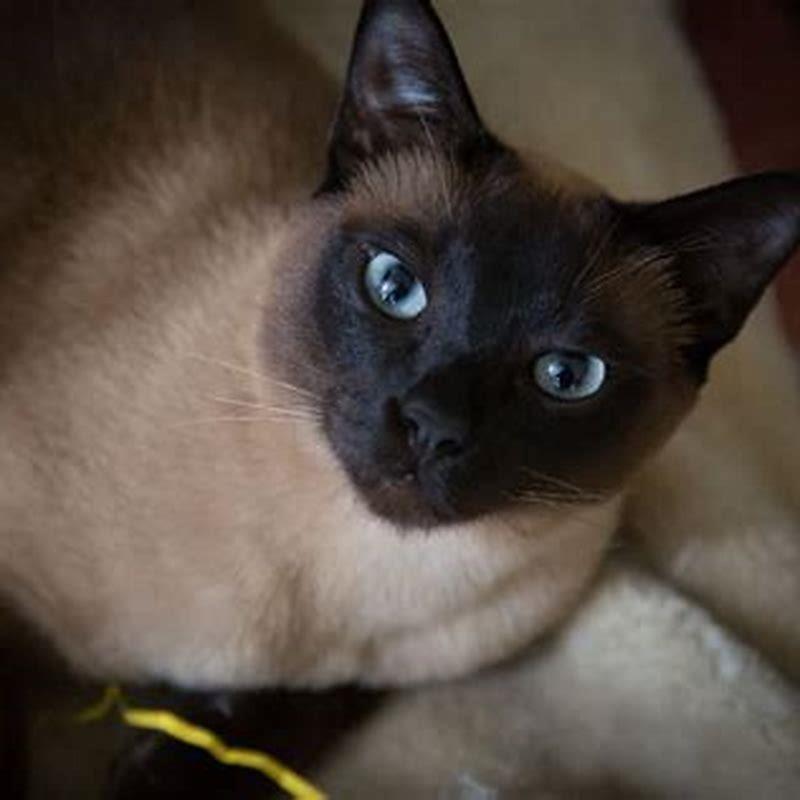Are Tonkinese cats rare?