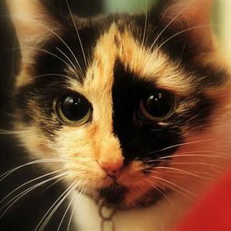 Are tortoiseshell cats intelligent? - DIY Seattle