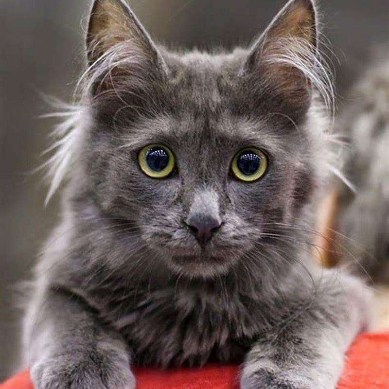 Are Turkish Angora cats affectionate?