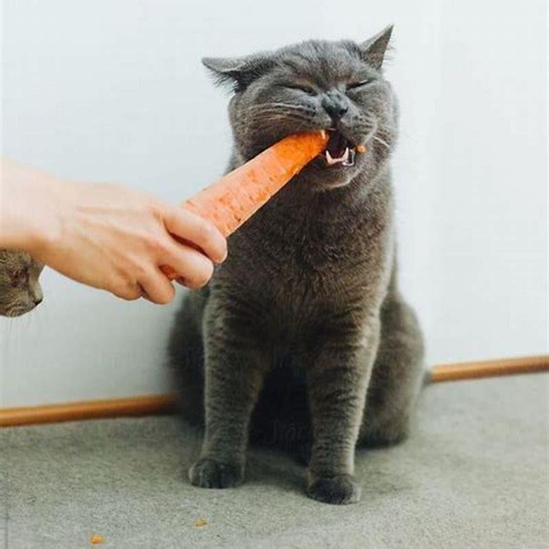 At What Age Can Cats Eat Hard Food DIY Seattle