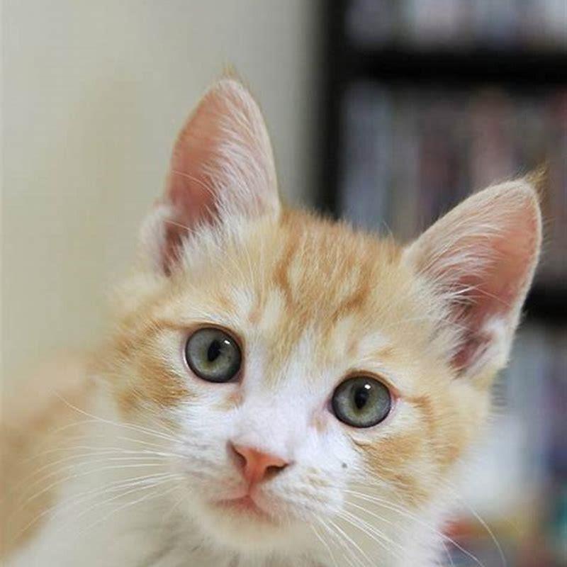 At what age do house cats go into heat?