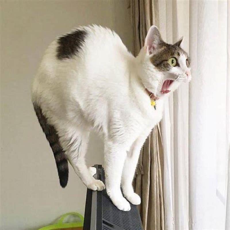 Can a cat be scared of another cat?