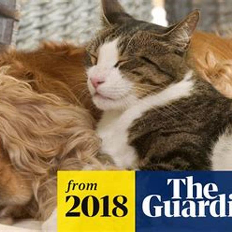 Can a cat defeat a dog?