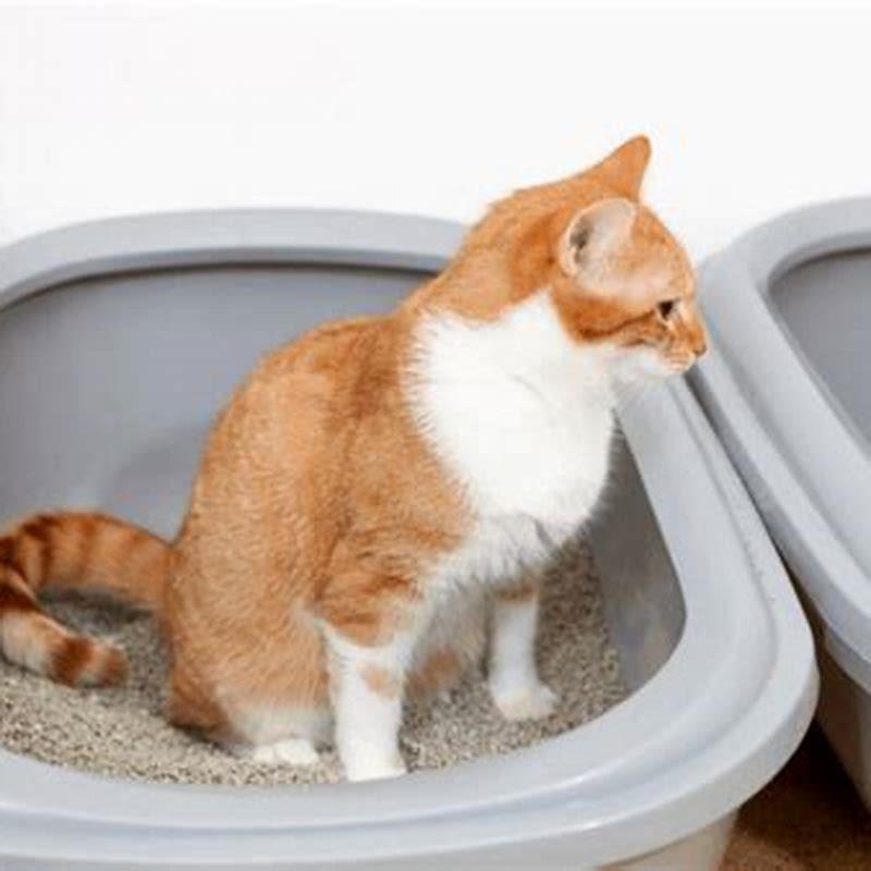 Diseases From Dirty Litter Box