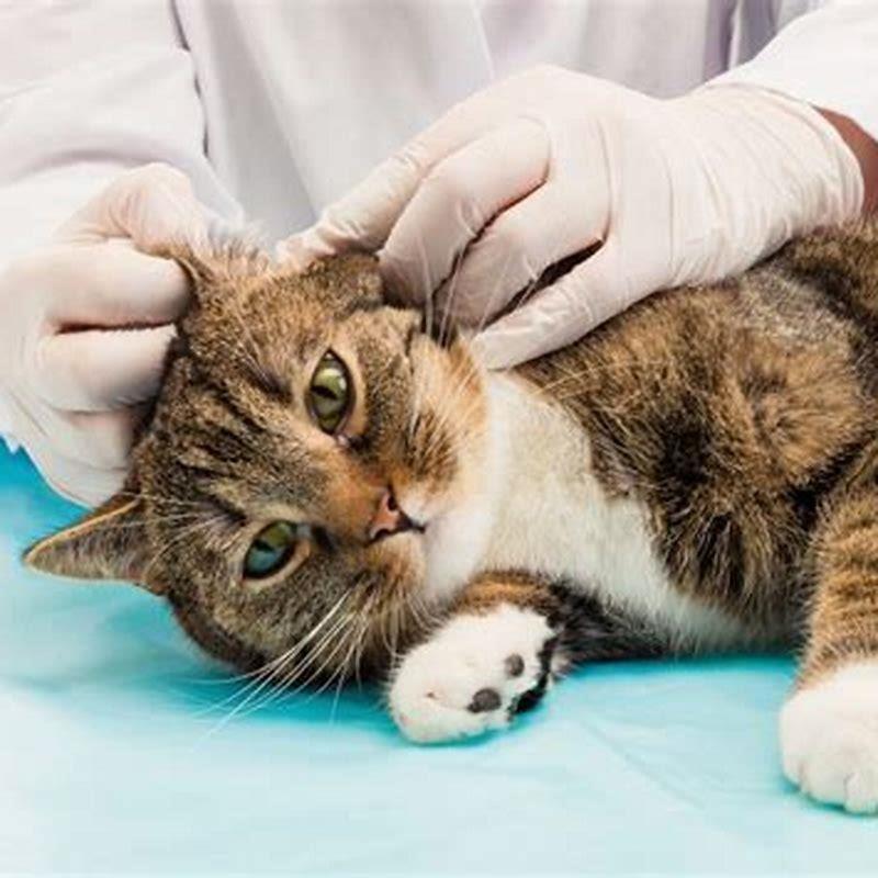 What To Give A Cat With Heart Disease