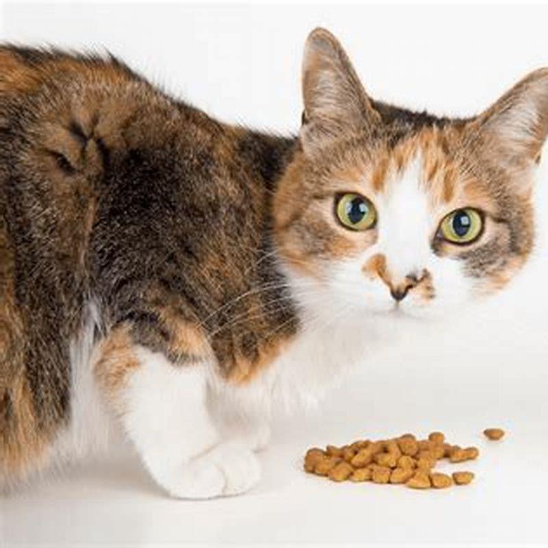 Can A Cat Recover From Liver Disease DIY Seattle