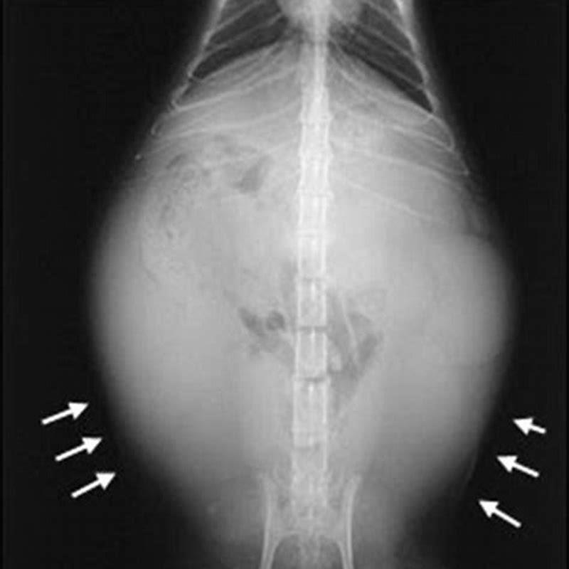 can-a-cat-survive-pyometra-diy-seattle