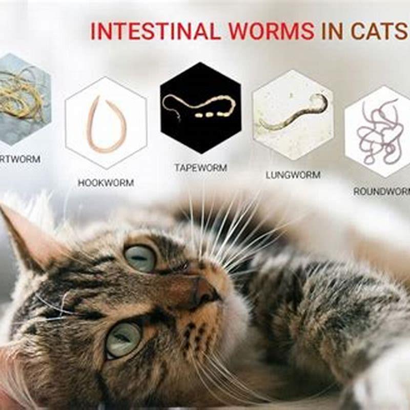 How Long Can A Cat Survive With Tapeworms