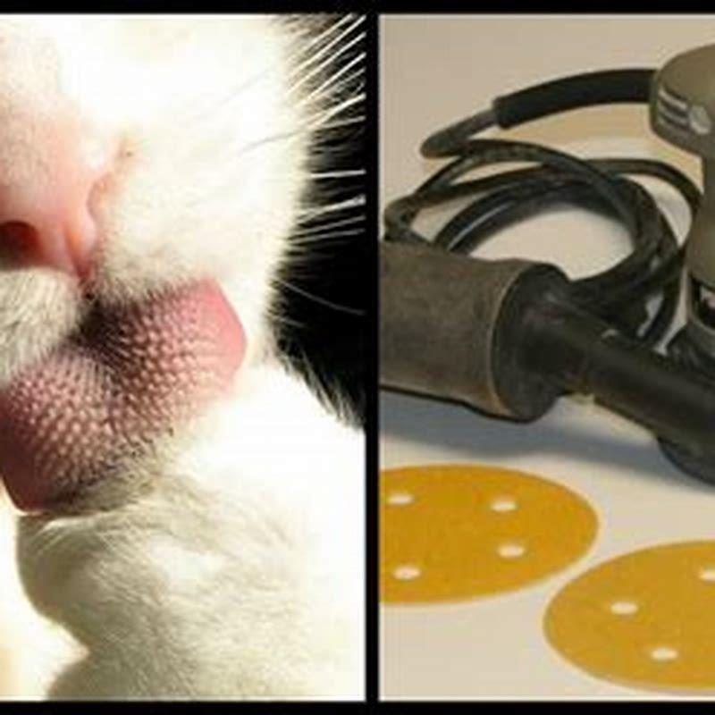 Can a cats tongue be smooth?