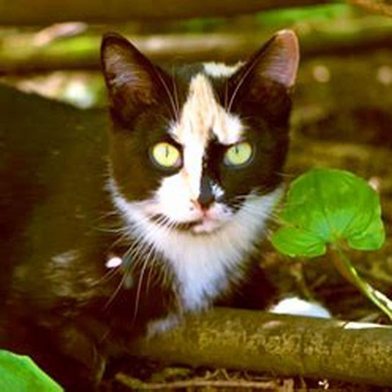 Can A Feral Cat Become A Pet DIY Seattle