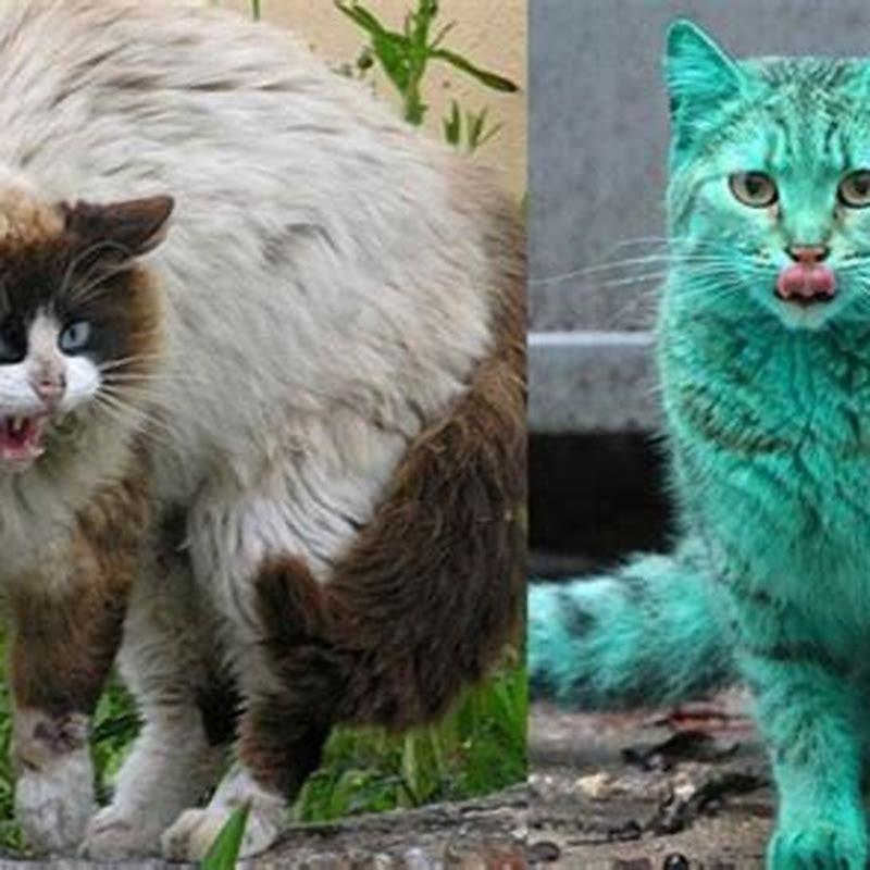 can-feral-cats-be-tamed-the-cat-bandit-blog