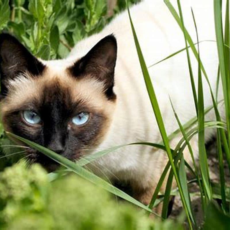 Can a regular cat have a Siamese kitten?