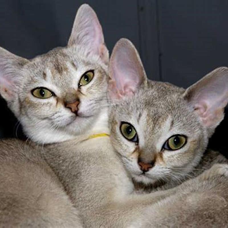 Can a Singapura cat be left alone?
