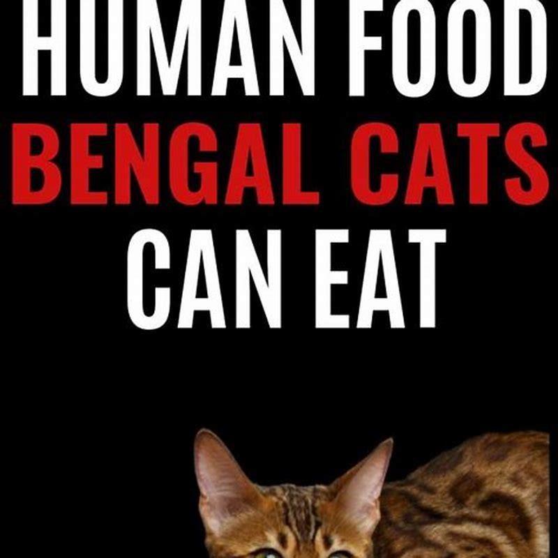 Can Bengal Cats Eat Human Food DIY Seattle